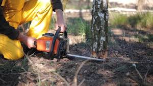 Best Tree Maintenance Programs  in Ordway, CO