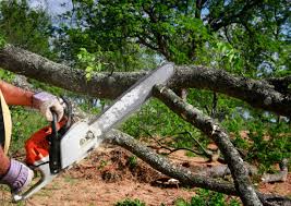 Best Tree Preservation Services  in Ordway, CO