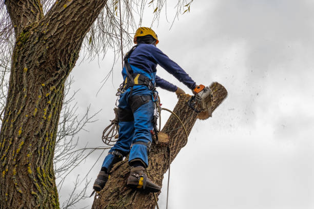 How Our Tree Care Process Works  in Ordway, CO