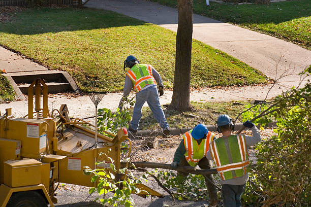 Best Emergency Tree Removal  in Ordway, CO