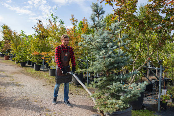 Professional Tree Services in Ordway, CO