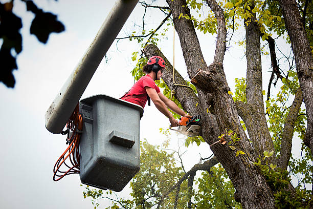 Best Tree Mulching  in Ordway, CO